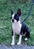 Profile picture of the animal