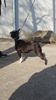Profile picture of the animal