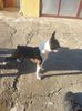 Profile picture of the animal