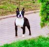 Profile picture of the animal