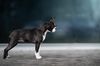 Profile picture of the animal