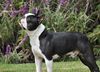 Profile picture of the animal