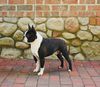 Profile picture of the animal