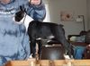 Profile picture of the animal