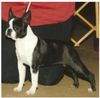 Profile picture of the animal