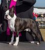 Profile picture of the animal