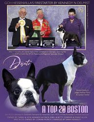 Boston Terrier The Breed Archive 