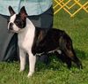 Profile picture of the animal