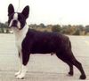 Profile picture of the animal