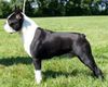 Profile picture of the animal