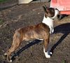 Profile picture of the animal