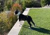 Profile picture of the animal