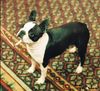 Profile picture of the animal