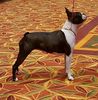 Profile picture of the animal