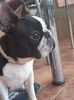 Profile picture of the animal
