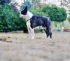 Profile picture of the animal