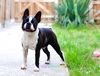 Profile picture of the animal