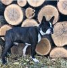Profile picture of the animal