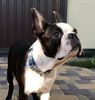 Profile picture of the animal