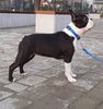Profile picture of the animal