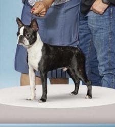 Patriot boston best sale terrier farm