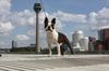 Profile picture of the animal