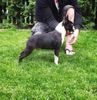 Profile picture of the animal