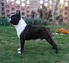 Profile picture of the animal