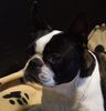Profile picture of the animal