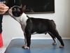 Profile picture of the animal