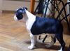 Profile picture of the animal
