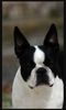 Profile picture of the animal