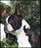 Profile picture of the animal