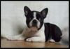 Profile picture of the animal