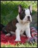 Profile picture of the animal