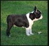 Profile picture of the animal