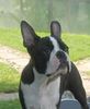Profile picture of the animal