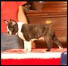Profile picture of the animal