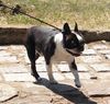 Profile picture of the animal