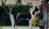 Profile picture of the animal