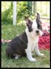 Profile picture of the animal
