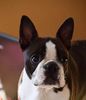 Profile picture of the animal