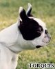 Profile picture of the animal