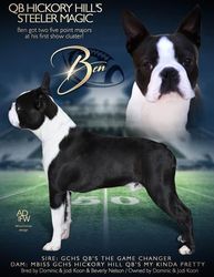 Hickory hill boston fashion terriers