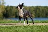 Profile picture of the animal