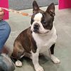 Profile picture of the animal