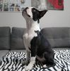 Profile picture of the animal