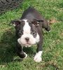 Profile picture of the animal