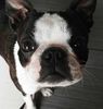 Profile picture of the animal