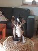Profile picture of the animal